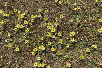 Flowers Before Dandelions