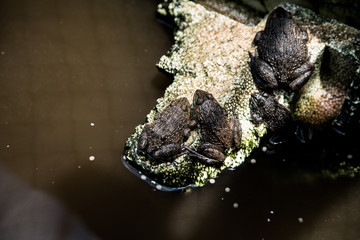Many frogs are found in a pond in a frog farm in Thailand.