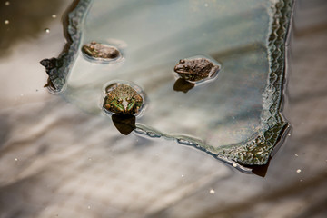 Many frogs are found in a pond in a frog farm in Thailand.