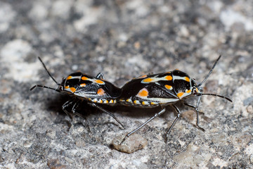 ฺีBug Sex
