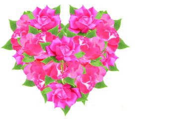 pink rose flower heart in white background