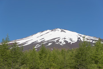 Top of Mt.Fuji with snow and Mt.Fuji natural recreation forest trail in spring
