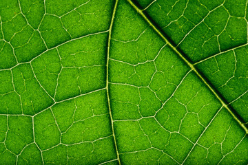 Fototapeta na wymiar Close up texture of green leaf.