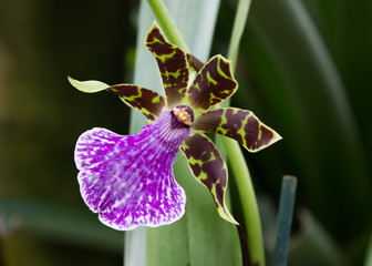 small amazonian orchid