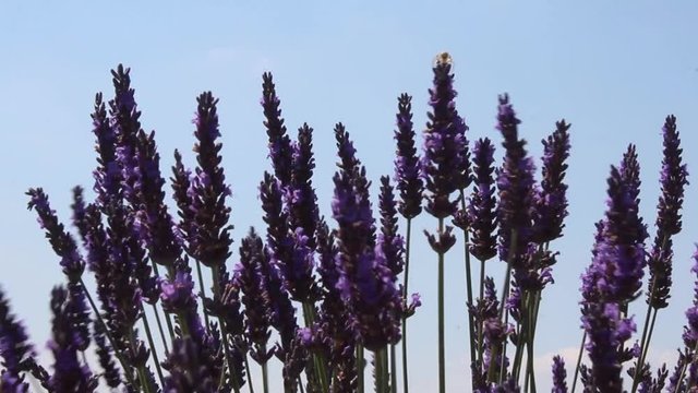 Fiori lavanda in Provenza nei campi di Valensole