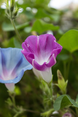 pink and blue morning glories