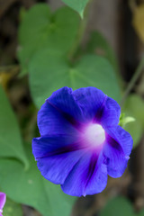 purple morning glory garden
