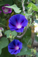 purple morning glory