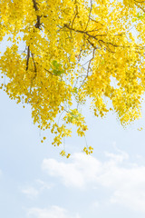 Yellow flowers and sky