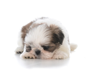cute puppy laying down sulking