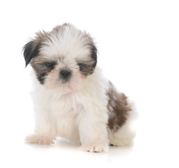 cute shih tzu puppy sitting