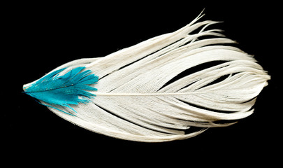 White feather on a black background