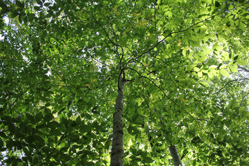 Fototapeta premium Spring leaves on tree