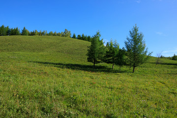 beautiful pine trees and green grassland under blue sky