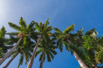 Obraz na płótnie Canvas Tropical trees against the blue sky in the Caribbean