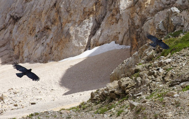  Two flying choughs