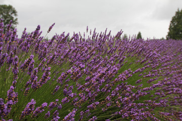 Lavender fields in the rain