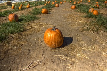 Pumpkin Patch