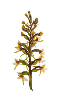 Pressed and dried flower platanthera bifolia, isolated