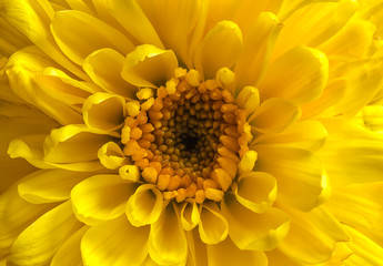 yellow flower