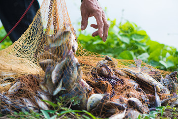 Fish in fishing net. animal..