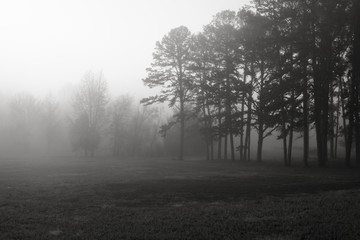 Fototapeta na wymiar Fog and Trees