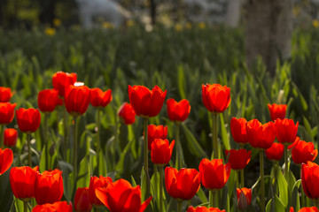 Obraz premium Beautiful flowers in spring