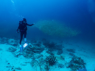 Woman scuba diver under blue water with school of snapper fish