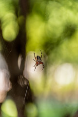 Spider web macro shot. Orb Weaver on its web with blurred trees in the background