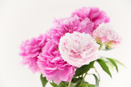 Fototapeta 芍薬