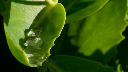 Morning after the rain