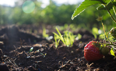strawberries in the garden