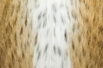 Deurstickers vertical background of fur lynx © neonnspb