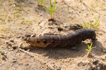 larva or caterpillar on the ground