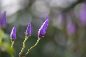 Young Purple flower on tree in the garde with tree bokeh backgroundn. (Cryptostegia grandiflora or Rubber vine)