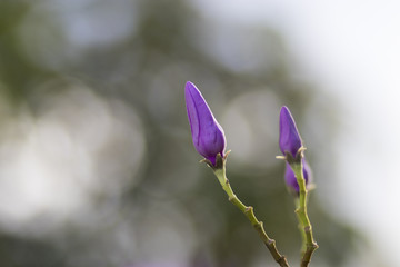 Young Purple flower on tree in the garde with tree bokeh backgroundn. (Cryptostegia grandiflora or Rubber vine)