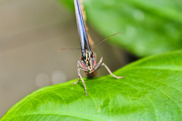 Big blue butterfly with close wings stand on leaf, front weiv 