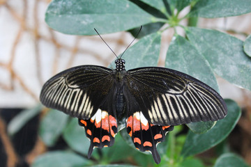 Big black and red butterfly on green leaf, photo to wings