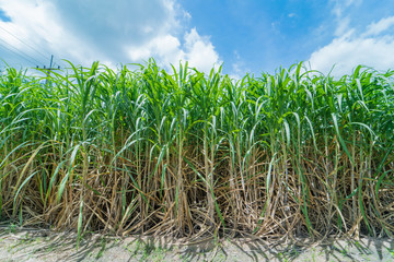 sugar cane in farmland with blue sky