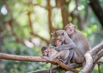 Naklejka na ściany i meble family monkey in national park