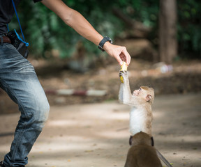 Fototapeta premium man handing food to a long-tailed monkey.