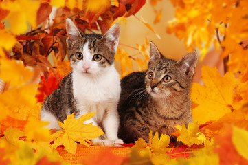 Three kitten sitting on halloween pumpkins with dark sky and moon