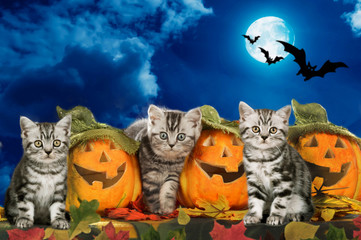 Three kitten sitting on halloween pumpkins with dark sky and moon