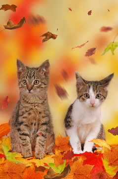 two cats in autumn decoration