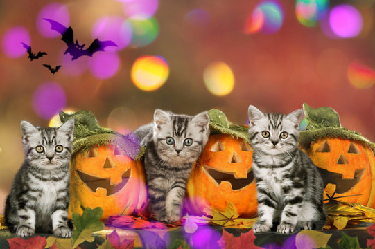Three kitten sitting beside halloween pumpkins - colorful background