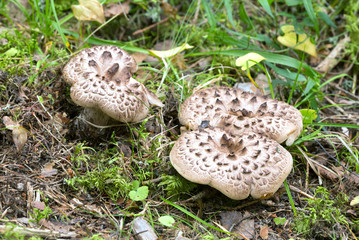 Scaly hedgehog, Sarcodon imbricatus