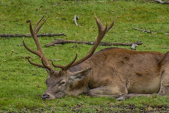 Sleeping Deer