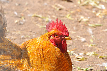 Beautiful rooster  with a red comb and a yellow beak. Isolated rooster portrait