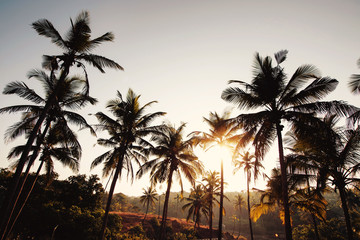 Fototapeta na wymiar Palm tree in sunset
