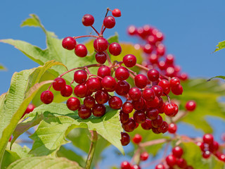Gewöhnlicher Schneeball, Viburnum opulus, Früchte